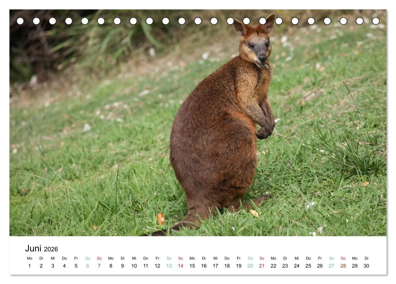 Bild: 9783516489132 | Australiens wunderbare Tiere (Tischkalender 2026 DIN A5 quer),...