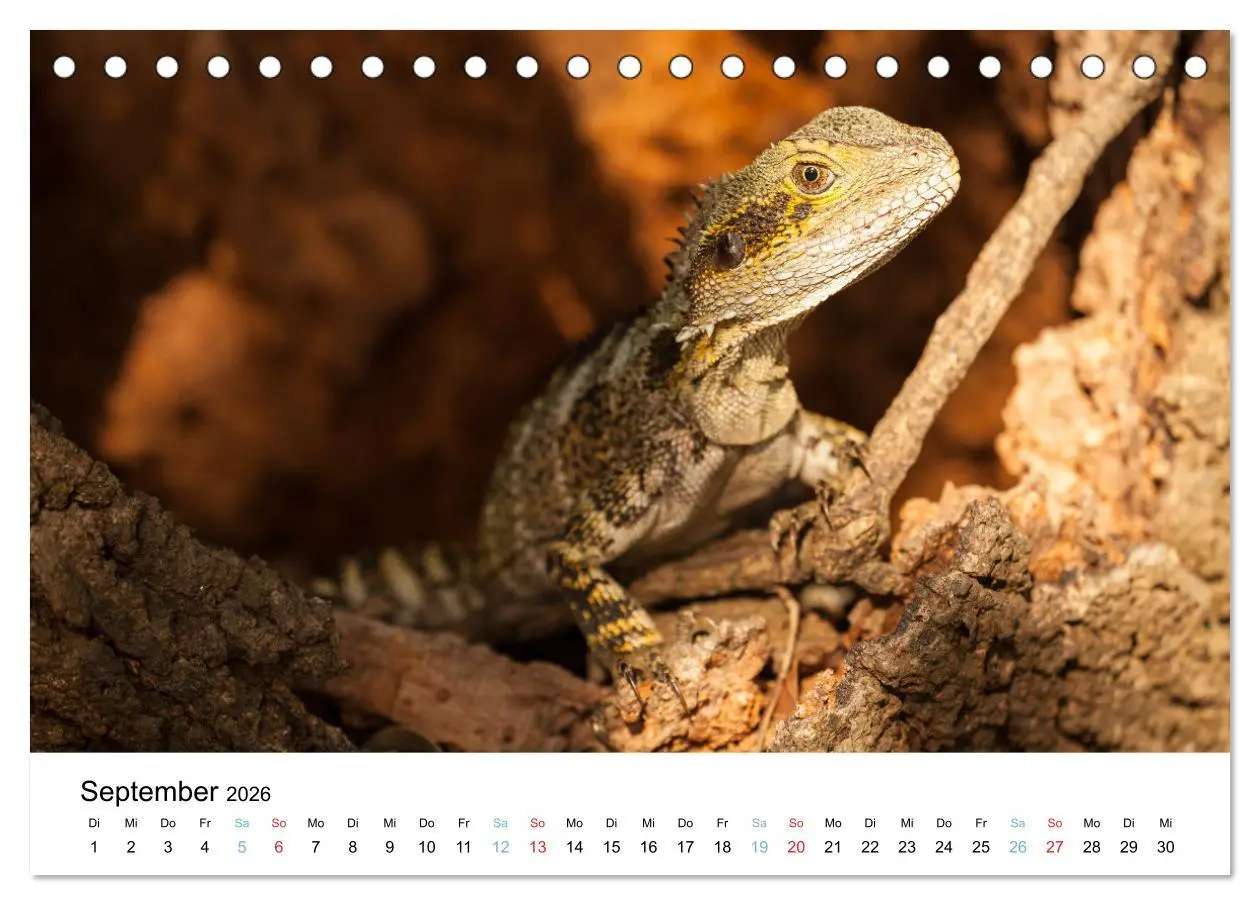 Bild: 9783516489132 | Australiens wunderbare Tiere (Tischkalender 2026 DIN A5 quer),...