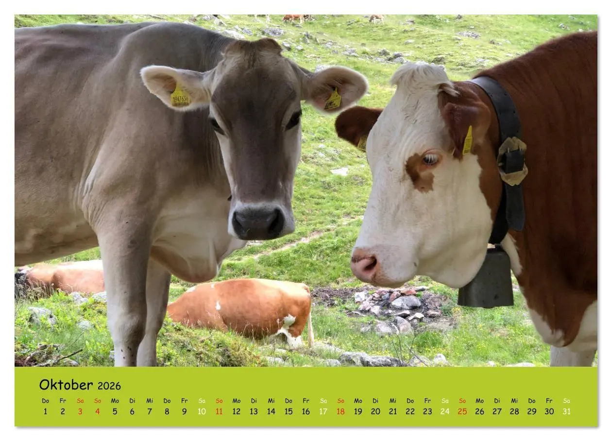 Bild: 9783516629132 | Kühe - Schönheiten der Alpen (Wandkalender 2026 DIN A2 quer),...