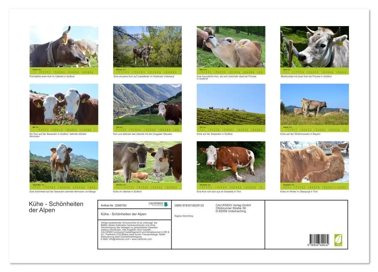 Bild: 9783516629132 | Kühe - Schönheiten der Alpen (Wandkalender 2026 DIN A2 quer),...