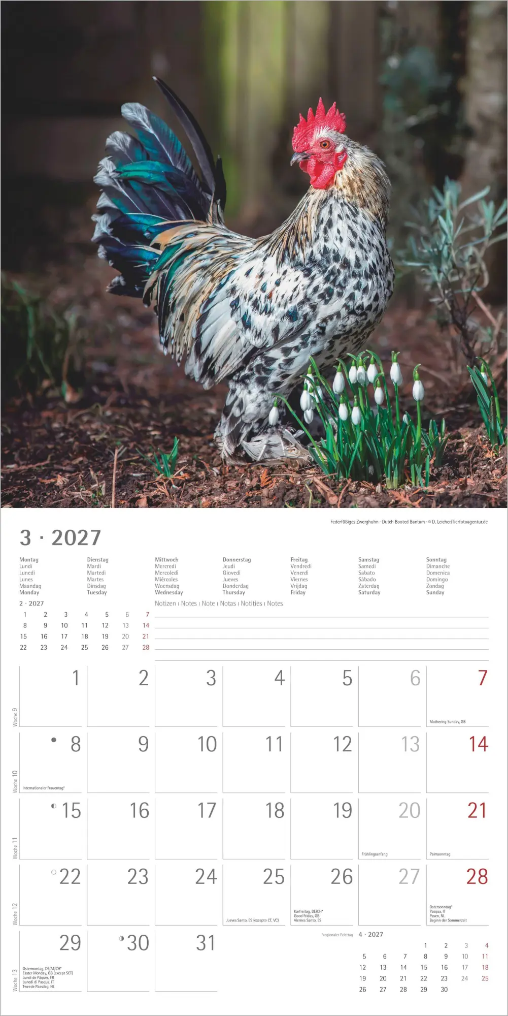 Bild: 4069095019232 | Hühner 2027 | Neumann Verlage GmbH &amp; Co KG | Kalender | 14 S. | 2027
