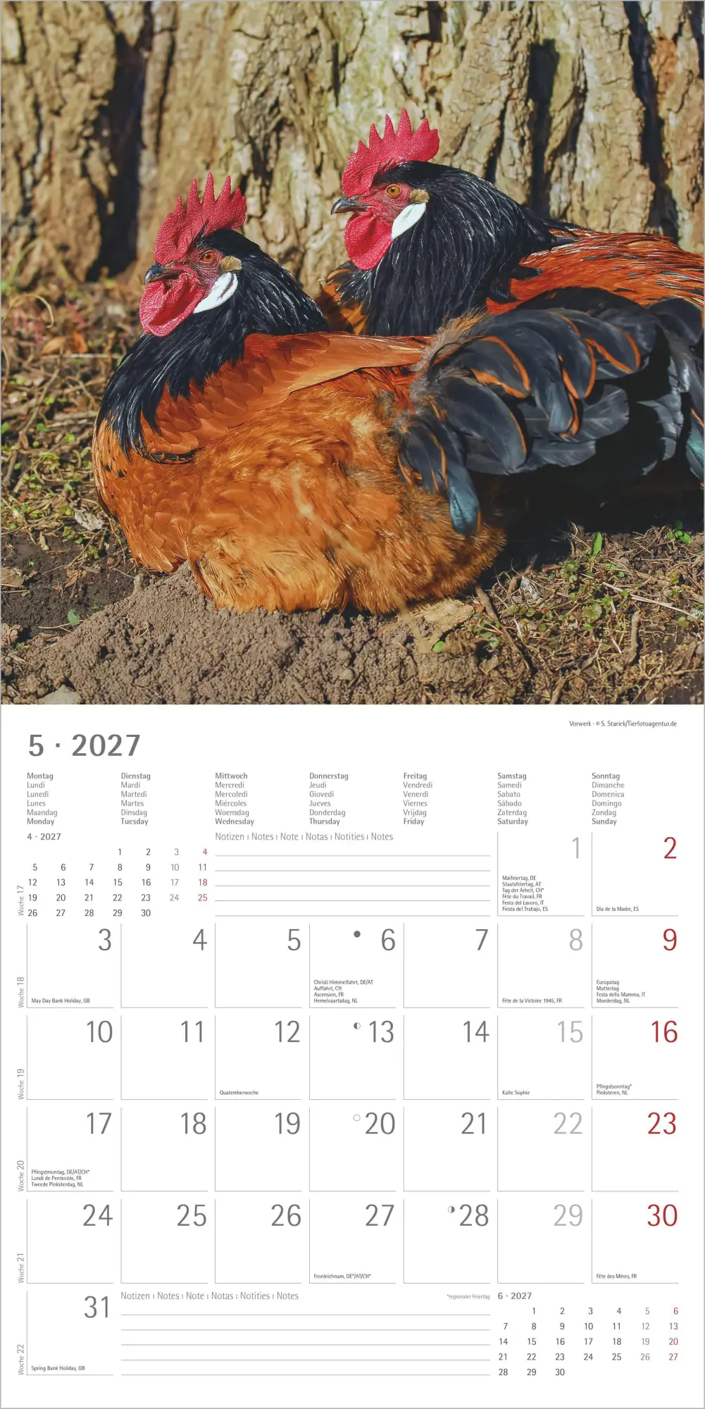 Bild: 4069095019232 | Hühner 2027 | Neumann Verlage GmbH &amp; Co KG | Kalender | 14 S. | 2027