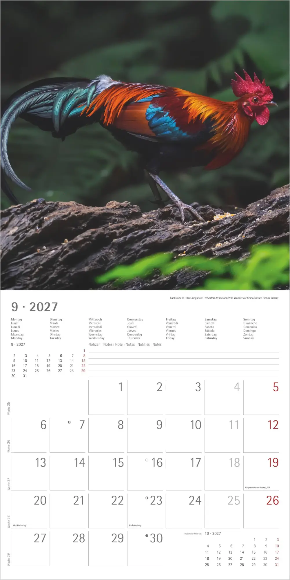 Bild: 4069095019232 | Hühner 2027 | Neumann Verlage GmbH &amp; Co KG | Kalender | 14 S. | 2027