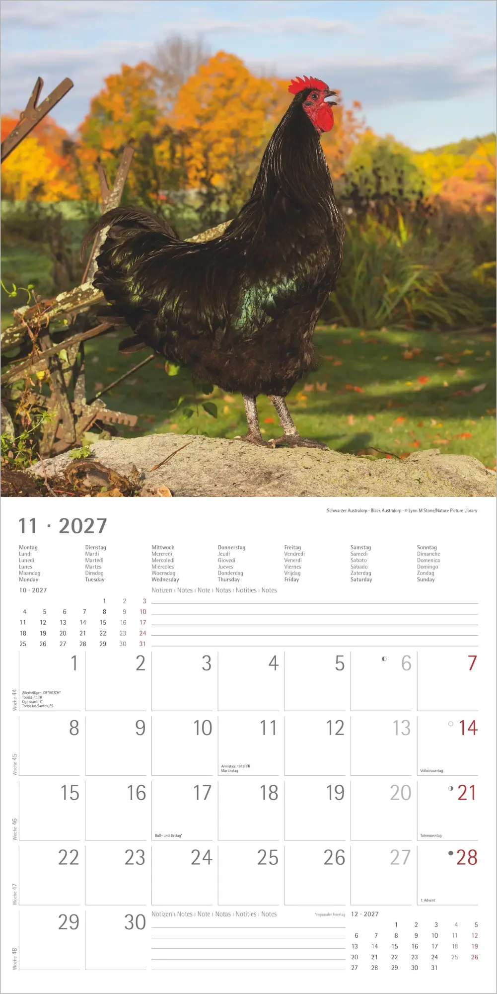 Bild: 4069095019232 | Hühner 2027 | Neumann Verlage GmbH &amp; Co KG | Kalender | 14 S. | 2027
