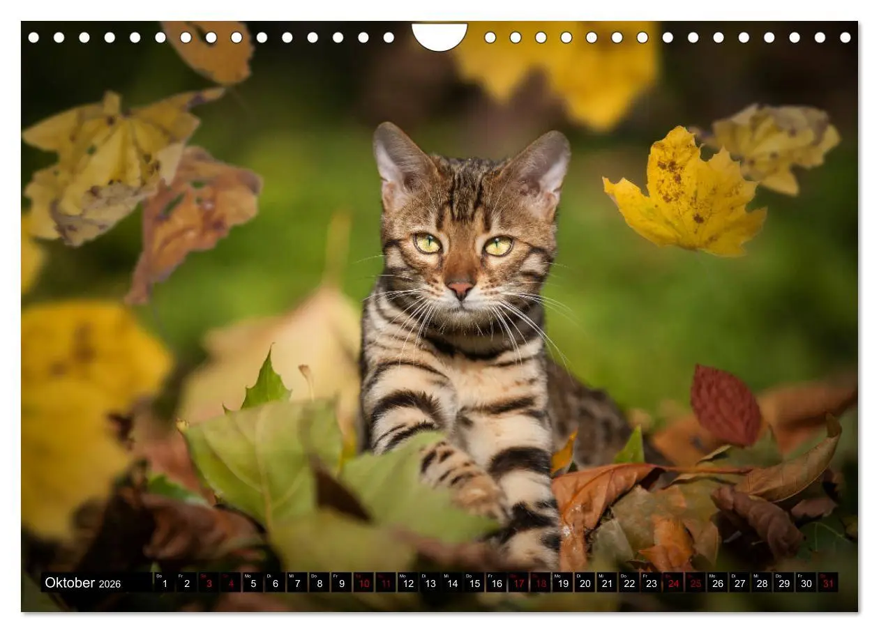 Bild: 9783457839232 | Bengalen Outdoor und Action (Wandkalender 2026 DIN A4 quer),...