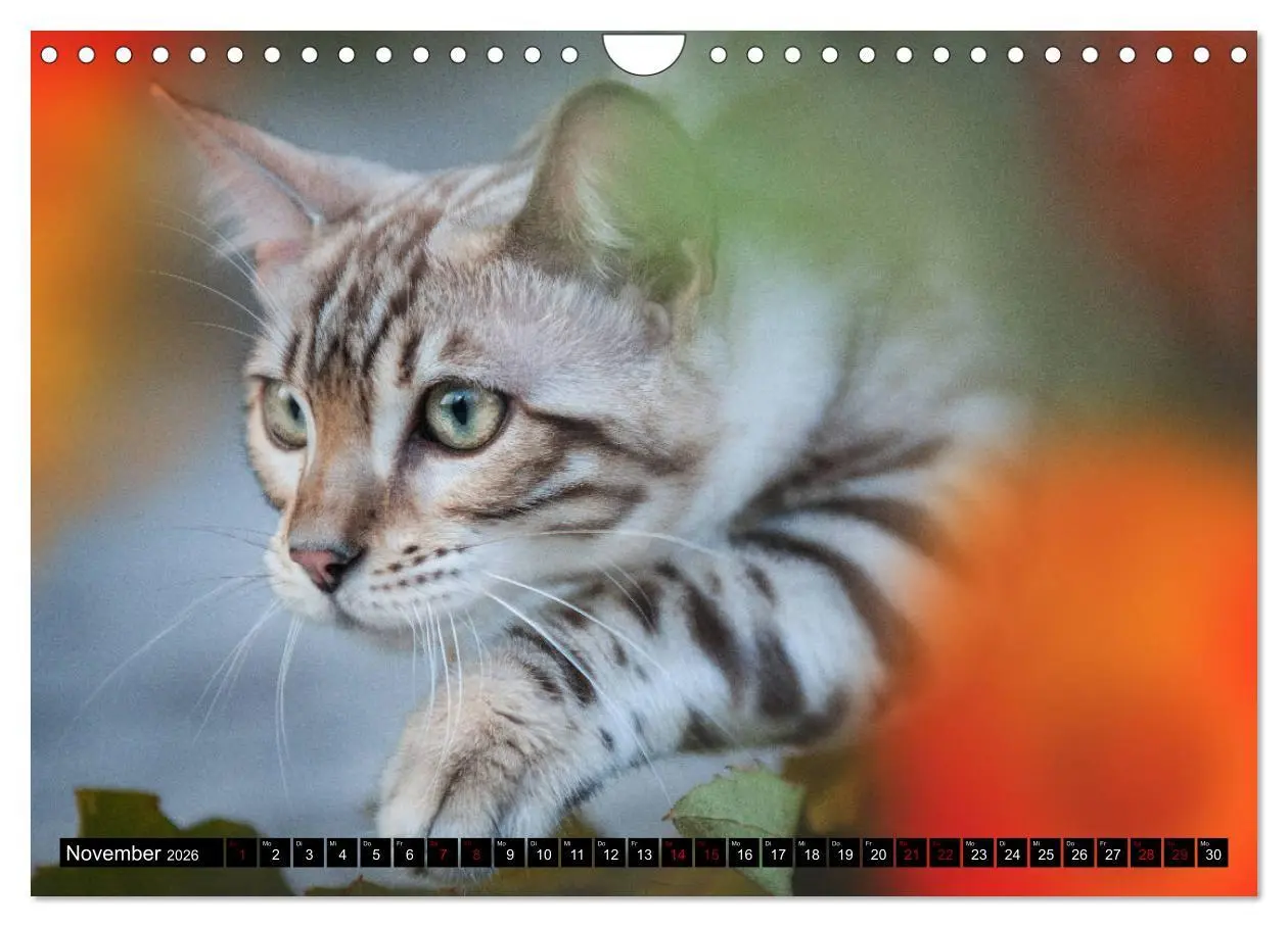 Bild: 9783457839232 | Bengalen Outdoor und Action (Wandkalender 2026 DIN A4 quer),...