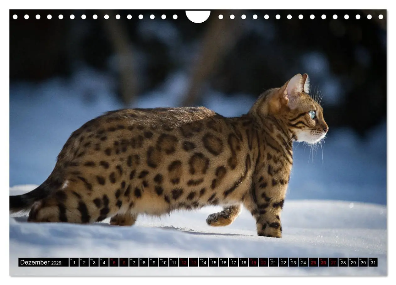 Bild: 9783457839232 | Bengalen Outdoor und Action (Wandkalender 2026 DIN A4 quer),...