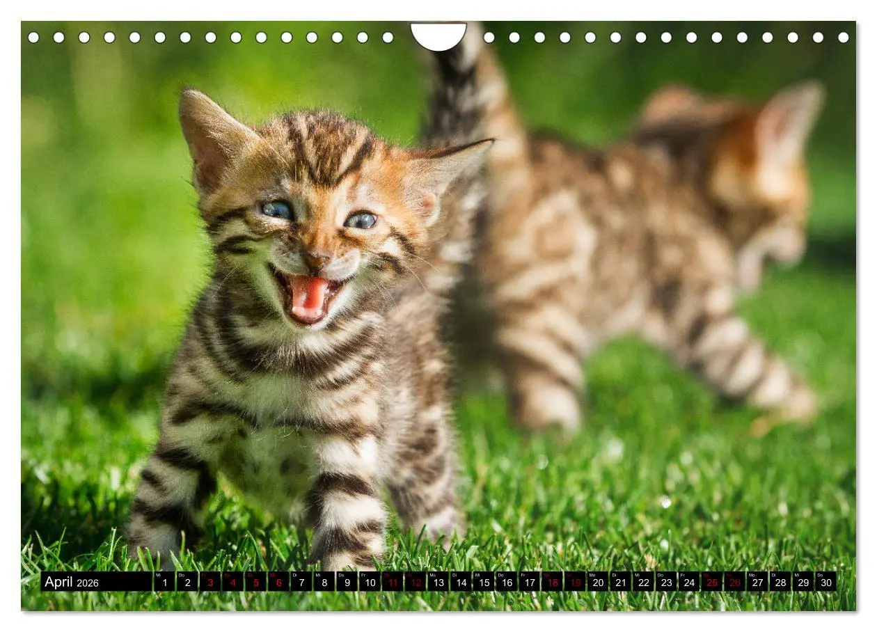 Bild: 9783457839232 | Bengalen Outdoor und Action (Wandkalender 2026 DIN A4 quer),...