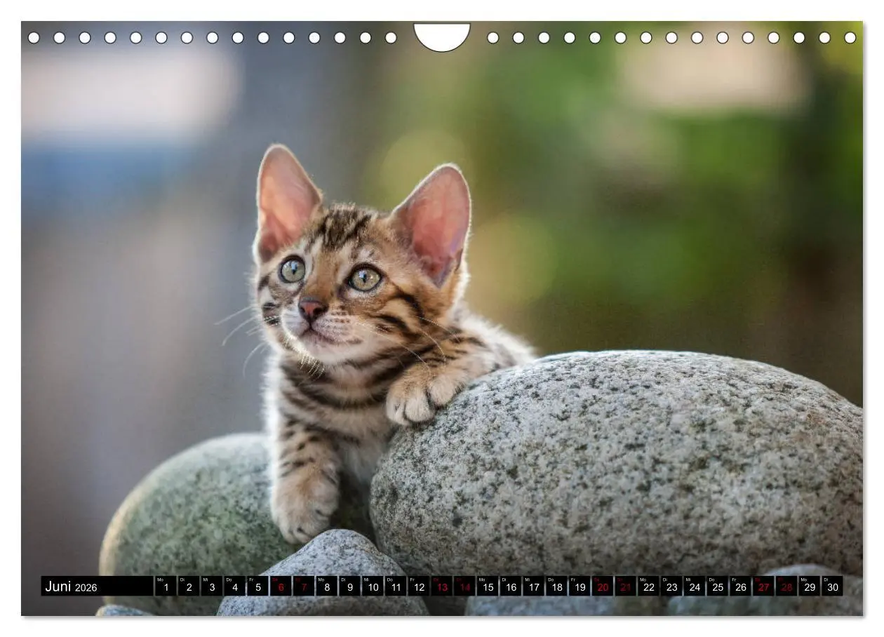 Bild: 9783457839232 | Bengalen Outdoor und Action (Wandkalender 2026 DIN A4 quer),...