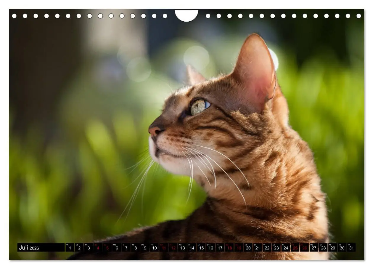 Bild: 9783457839232 | Bengalen Outdoor und Action (Wandkalender 2026 DIN A4 quer),...