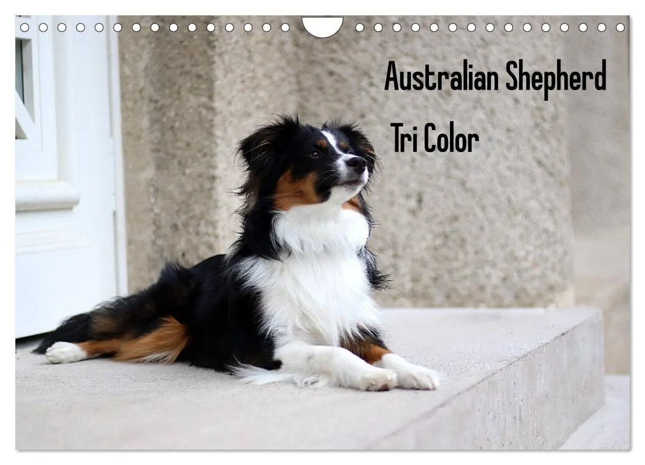 Cover: 9783457759332 | Australian Shepherd Tri Color (Wandkalender 2026 DIN A4 quer),...