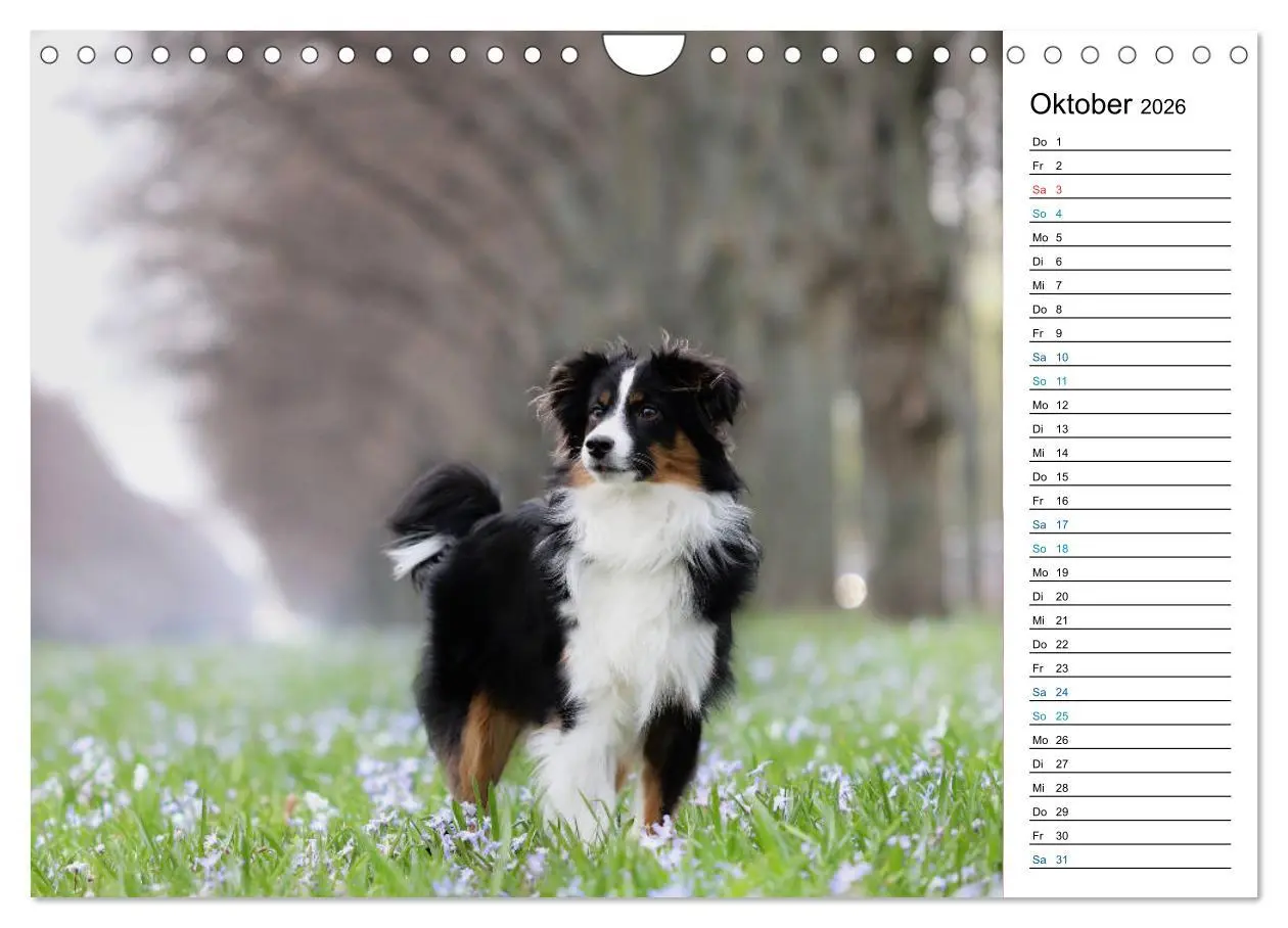 Bild: 9783457759332 | Australian Shepherd Tri Color (Wandkalender 2026 DIN A4 quer),...