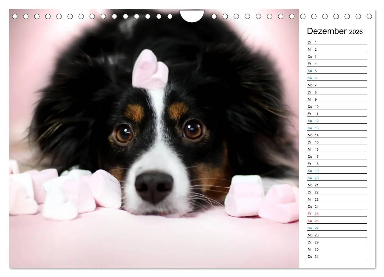 Bild: 9783457759332 | Australian Shepherd Tri Color (Wandkalender 2026 DIN A4 quer),...