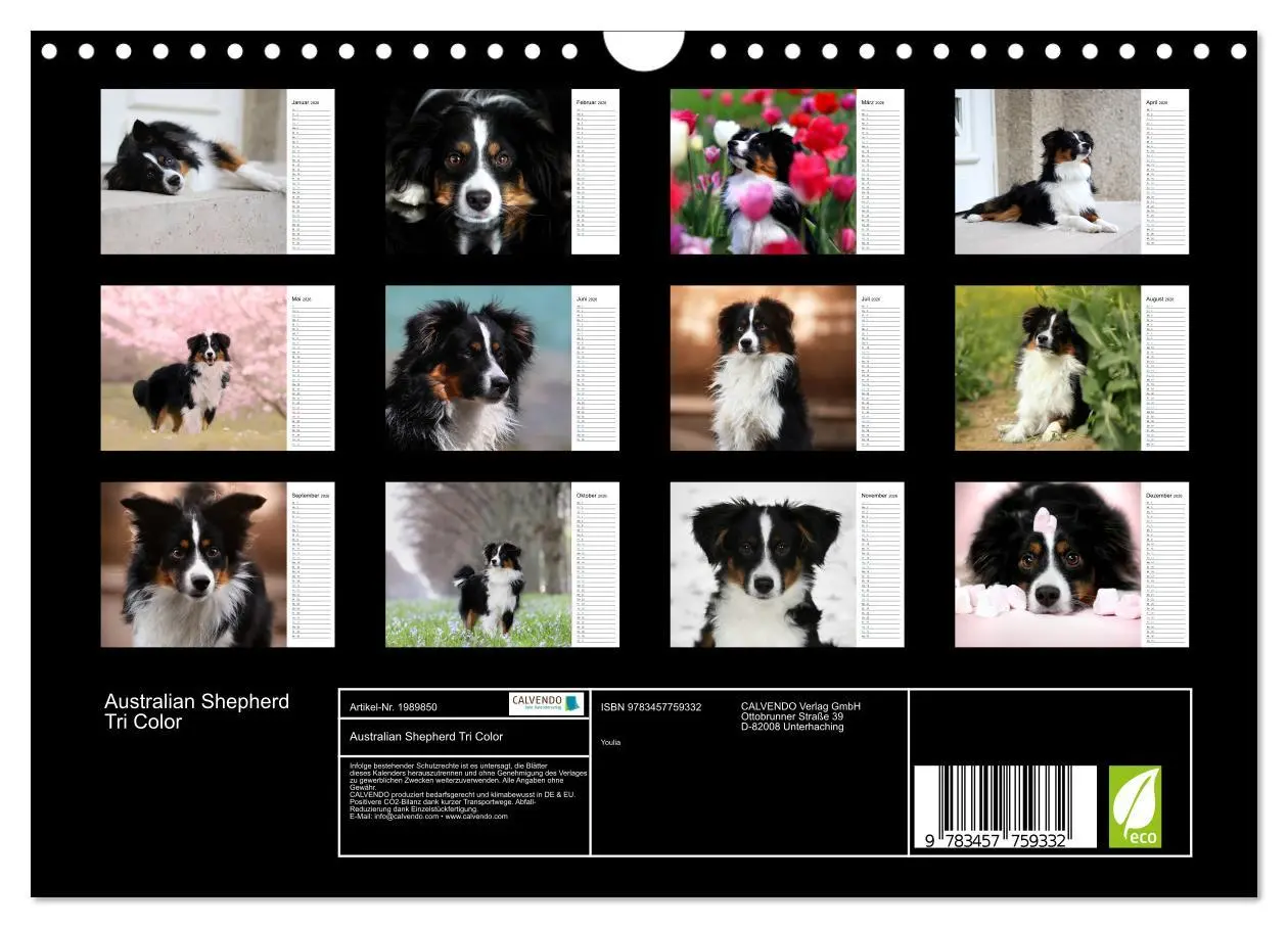 Bild: 9783457759332 | Australian Shepherd Tri Color (Wandkalender 2026 DIN A4 quer),...