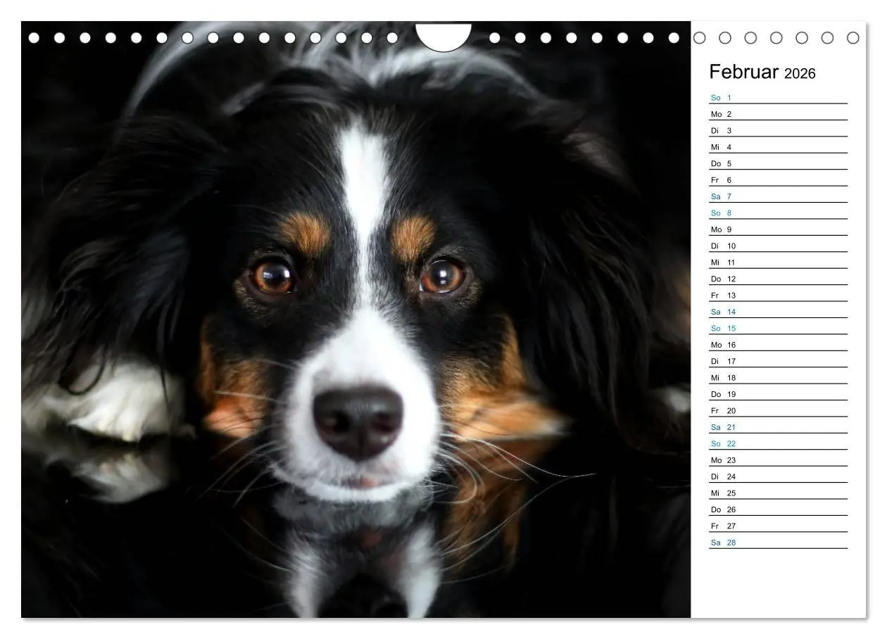 Bild: 9783457759332 | Australian Shepherd Tri Color (Wandkalender 2026 DIN A4 quer),...