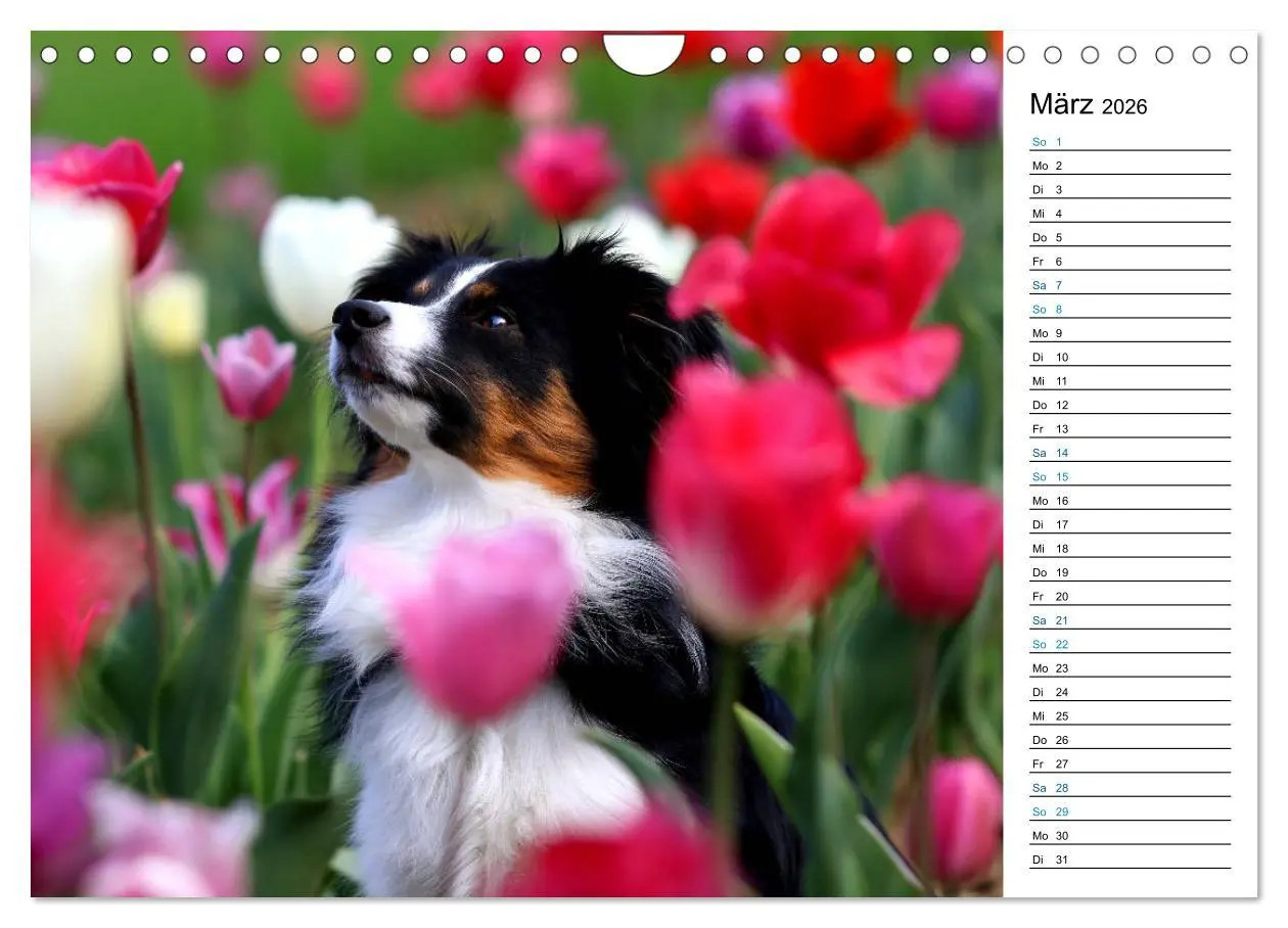 Bild: 9783457759332 | Australian Shepherd Tri Color (Wandkalender 2026 DIN A4 quer),...
