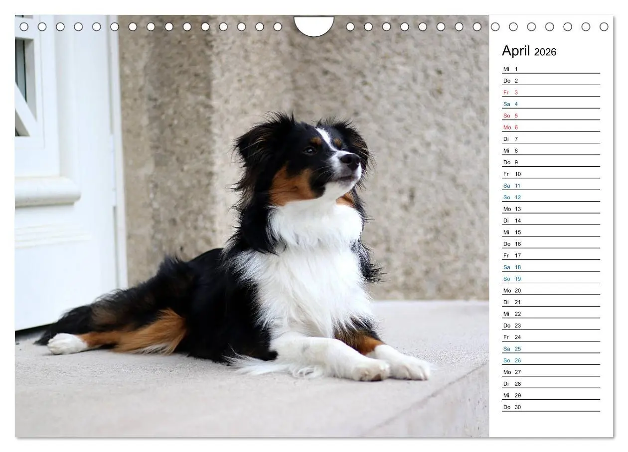 Bild: 9783457759332 | Australian Shepherd Tri Color (Wandkalender 2026 DIN A4 quer),...