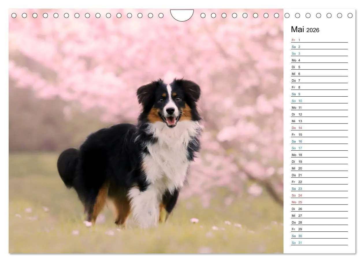 Bild: 9783457759332 | Australian Shepherd Tri Color (Wandkalender 2026 DIN A4 quer),...