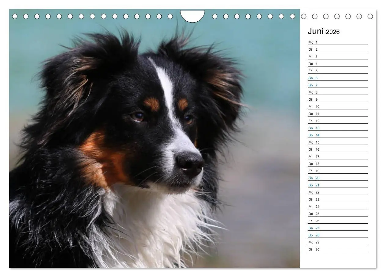 Bild: 9783457759332 | Australian Shepherd Tri Color (Wandkalender 2026 DIN A4 quer),...