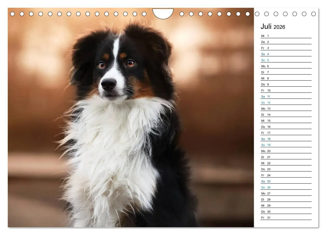 Bild: 9783457759332 | Australian Shepherd Tri Color (Wandkalender 2026 DIN A4 quer),...