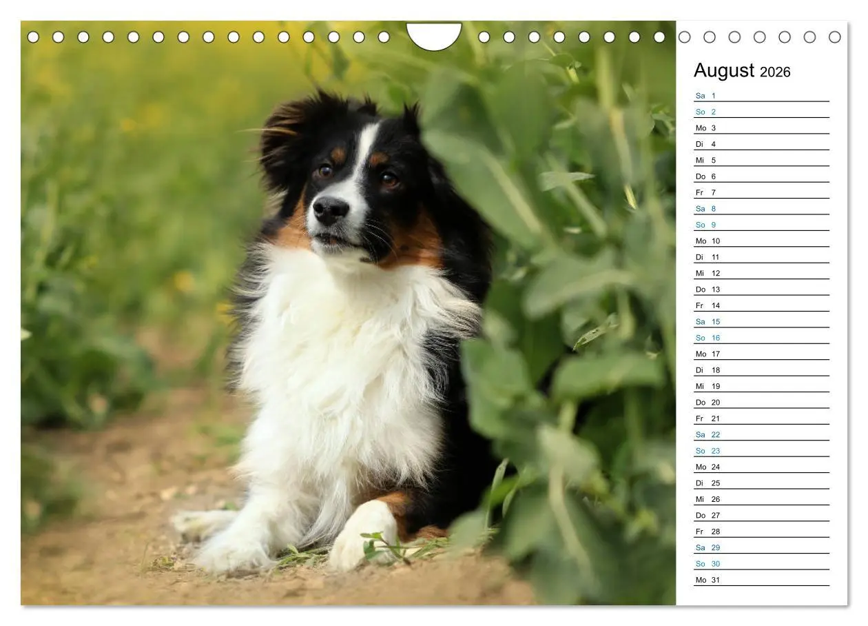 Bild: 9783457759332 | Australian Shepherd Tri Color (Wandkalender 2026 DIN A4 quer),...