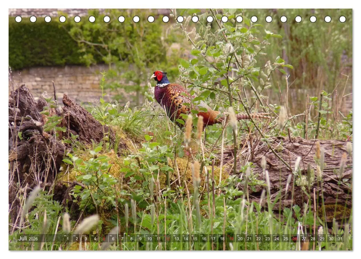 Bild: 9783457829332 | Malerische Cotswolds (Tischkalender 2026 DIN A5 quer), CALVENDO...