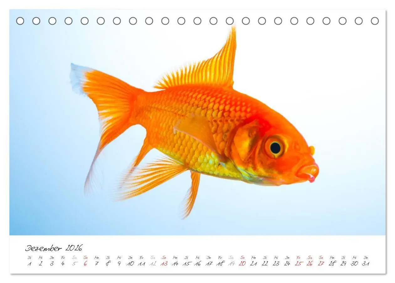 Bild: 9783457989432 | Goldy - mein Goldfisch (Tischkalender 2026 DIN A5 quer), CALVENDO...