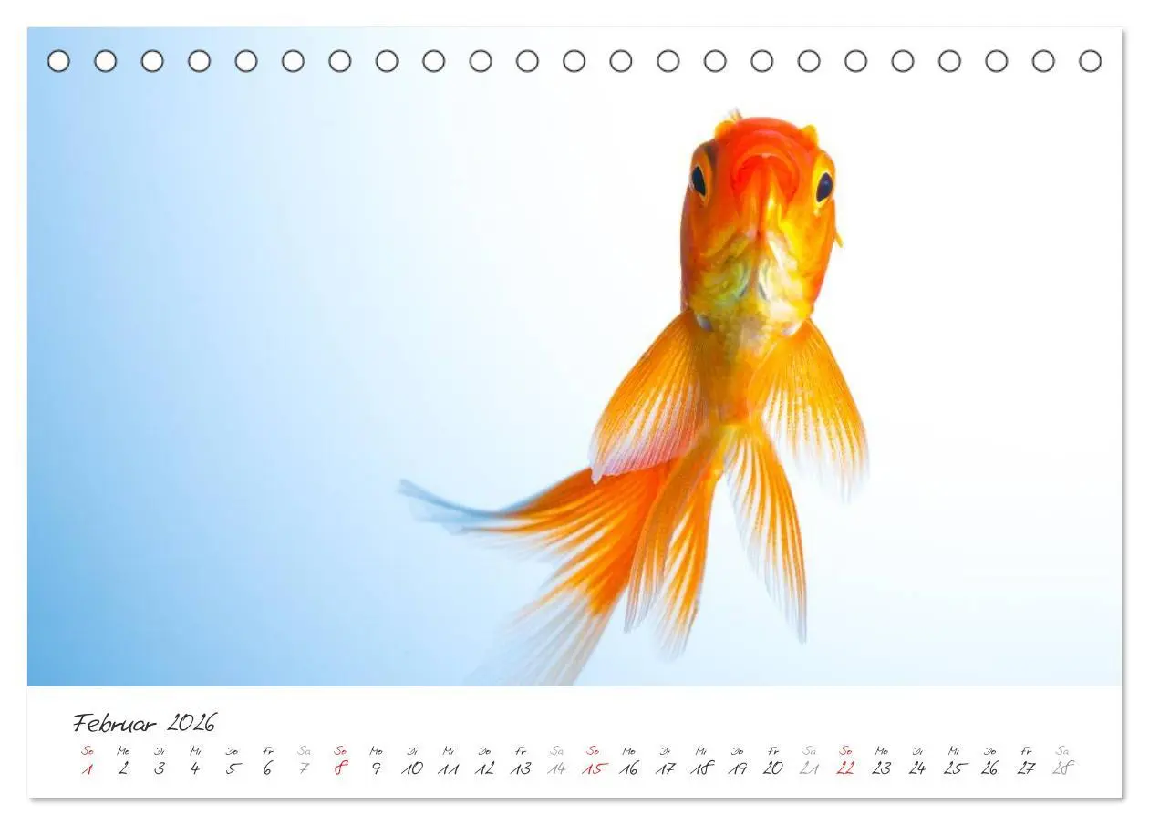 Bild: 9783457989432 | Goldy - mein Goldfisch (Tischkalender 2026 DIN A5 quer), CALVENDO...