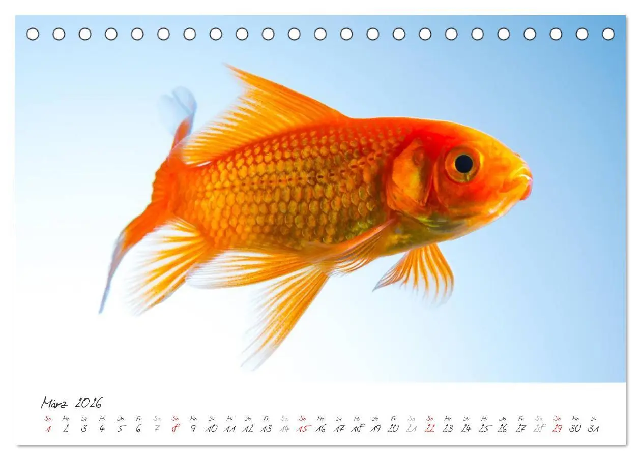 Bild: 9783457989432 | Goldy - mein Goldfisch (Tischkalender 2026 DIN A5 quer), CALVENDO...