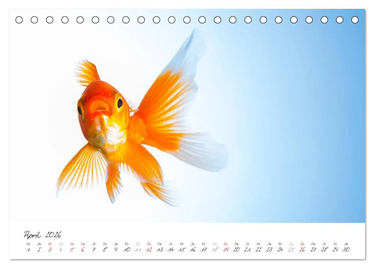 Bild: 9783457989432 | Goldy - mein Goldfisch (Tischkalender 2026 DIN A5 quer), CALVENDO...