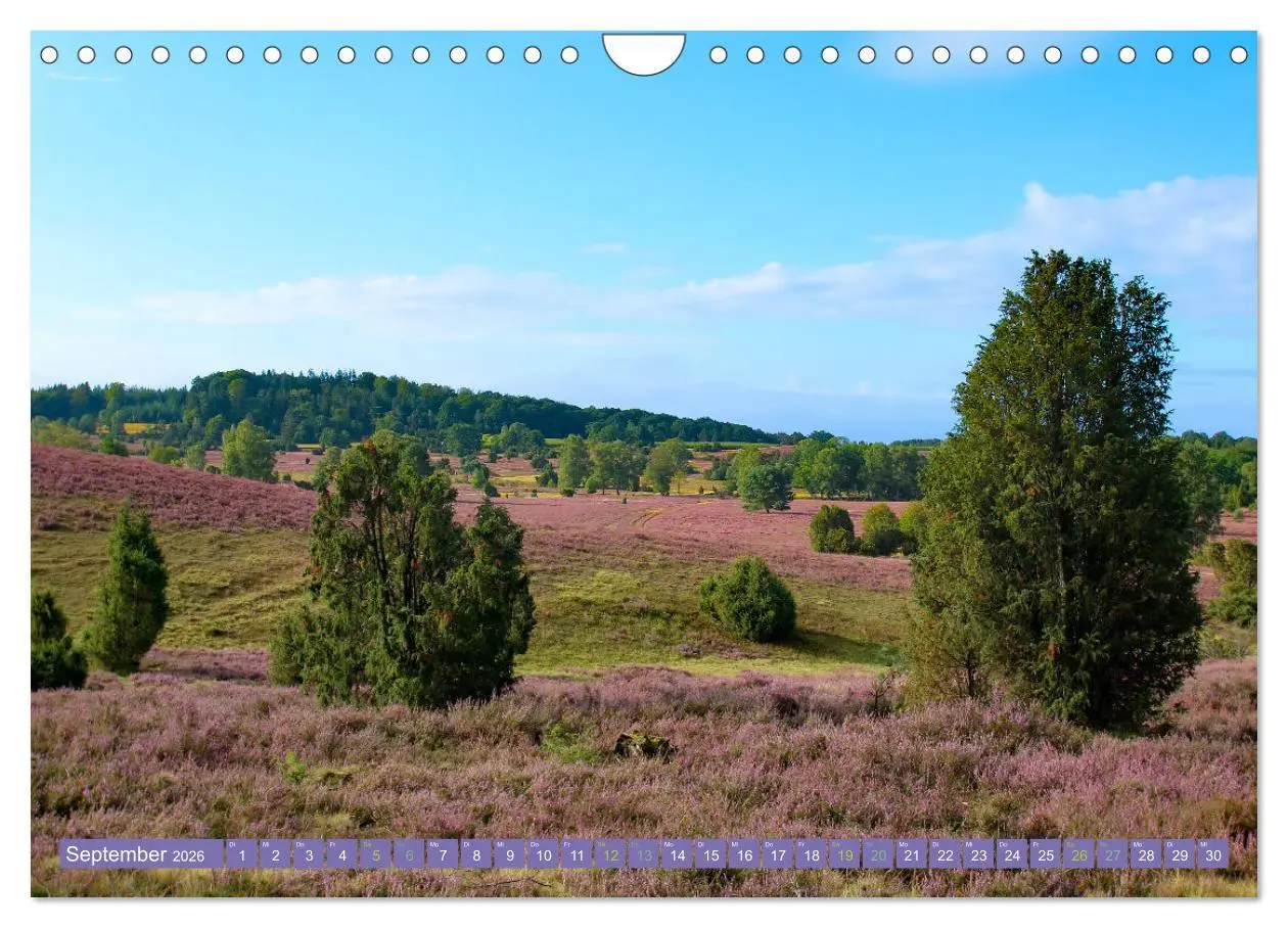 Bild: 9783457599532 | Die Farbenpracht der Lüneburger Heide (Wandkalender 2026 DIN A4...