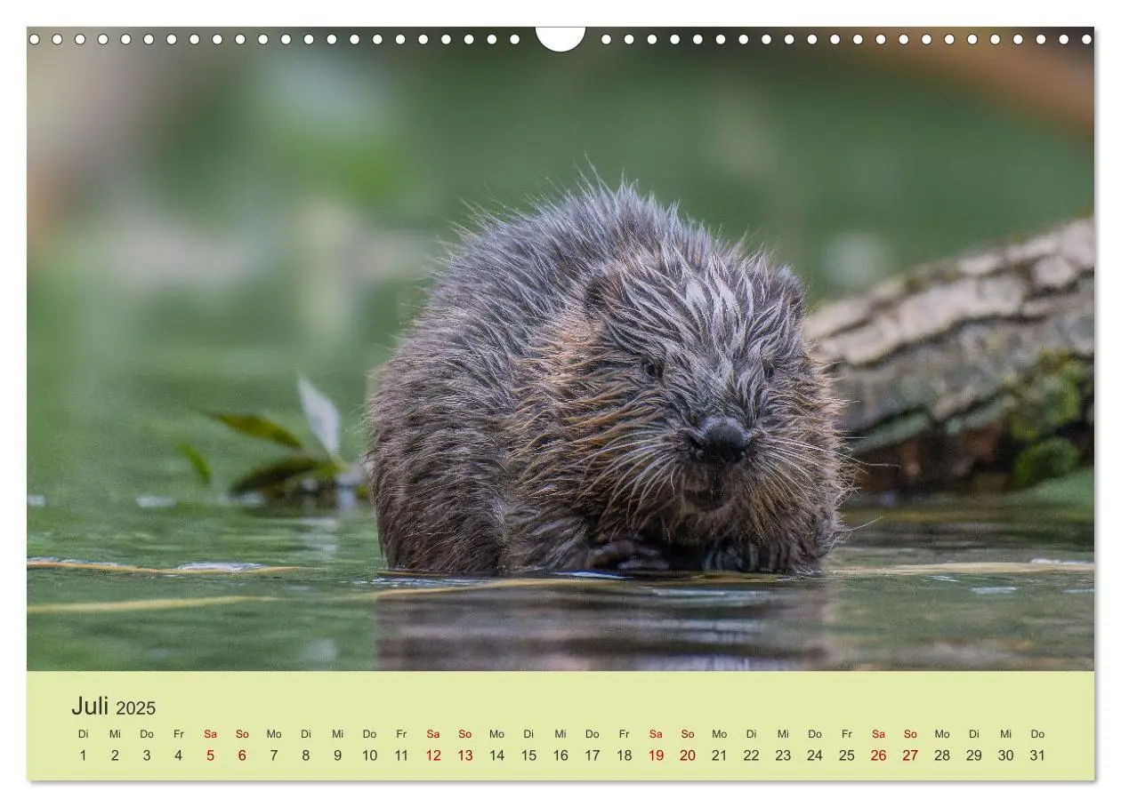 Bild: 9783435019632 | Faszination Biber (Wandkalender 2025 DIN A3 quer), CALVENDO...