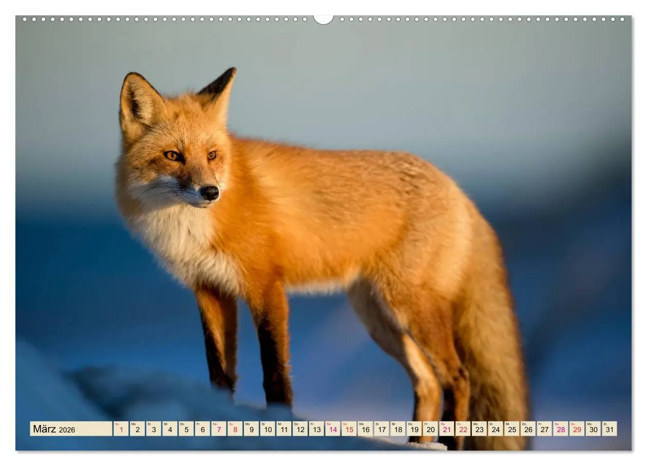 Bild: 9783457729632 | Fuchs - schlauer Räuber (hochwertiger Premium Wandkalender 2026 DIN...