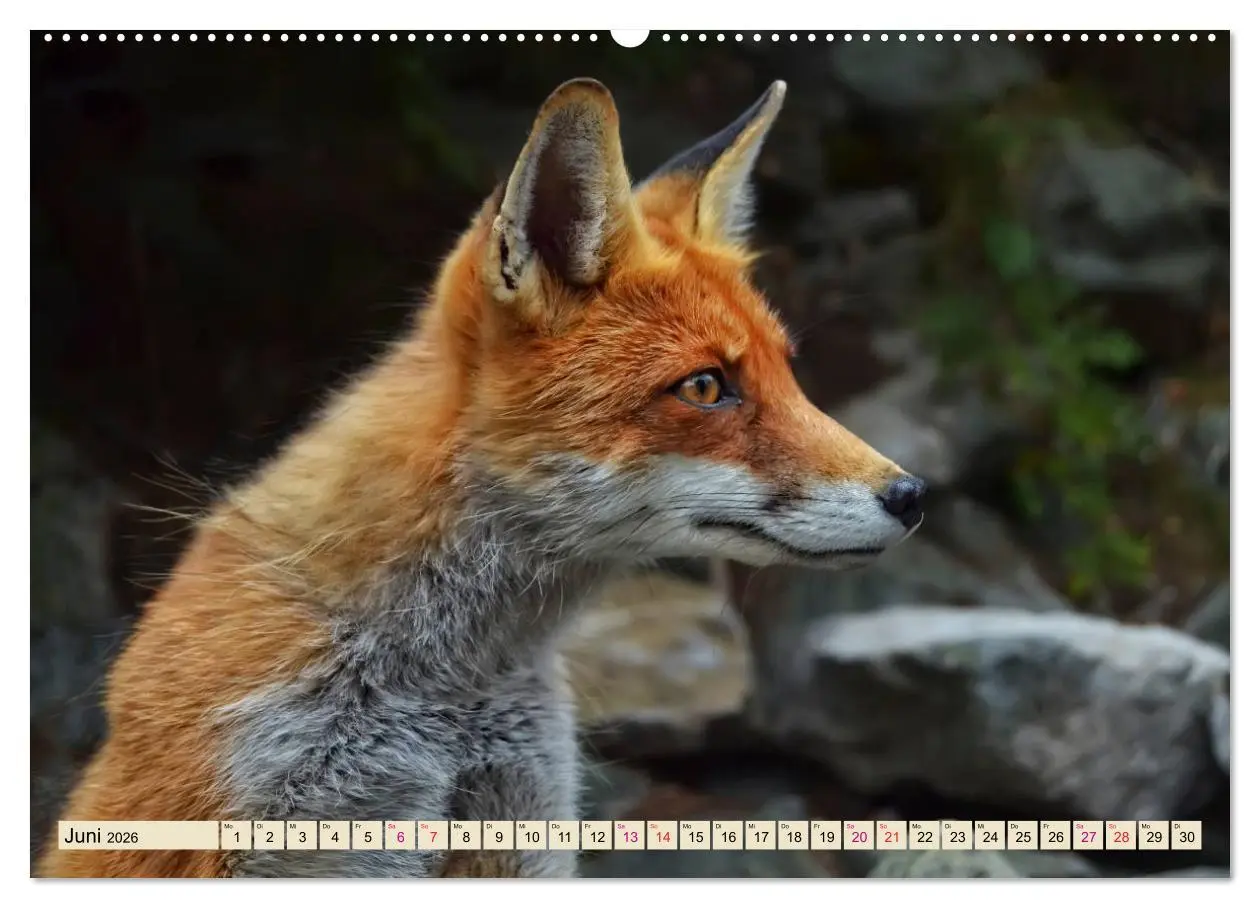 Bild: 9783457729632 | Fuchs - schlauer Räuber (hochwertiger Premium Wandkalender 2026 DIN...