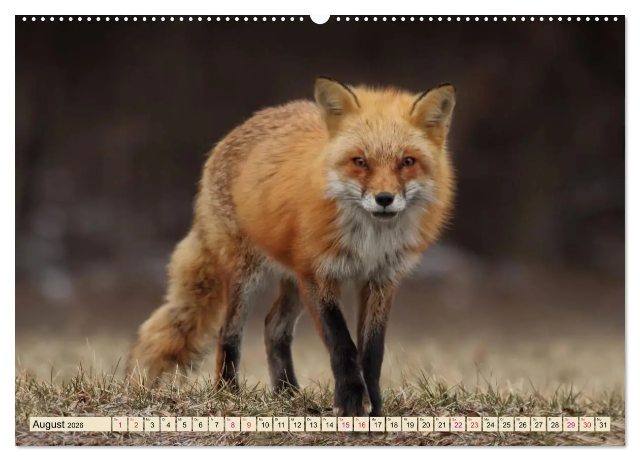 Bild: 9783457729632 | Fuchs - schlauer Räuber (hochwertiger Premium Wandkalender 2026 DIN...