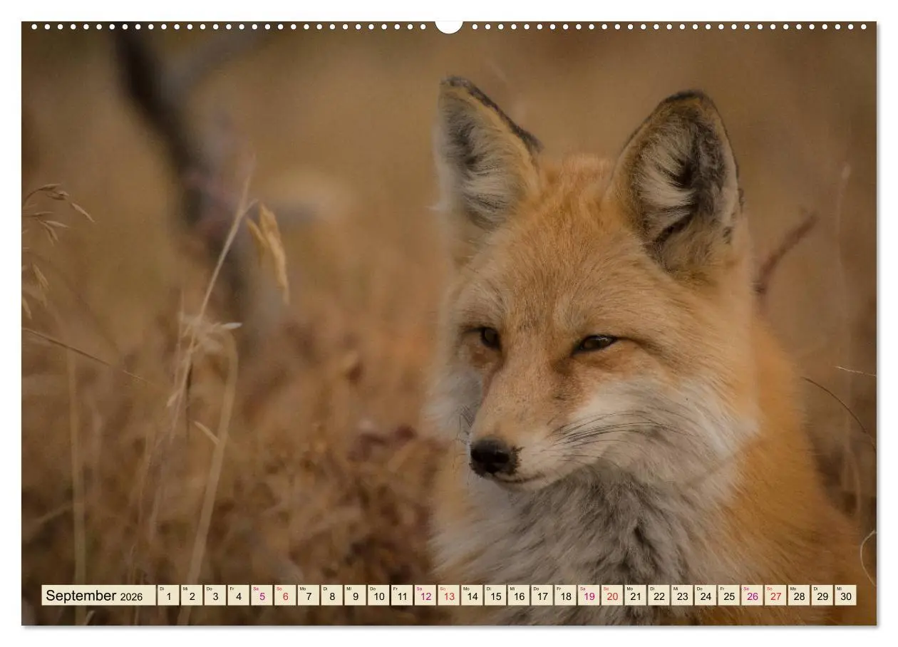 Bild: 9783457729632 | Fuchs - schlauer Räuber (hochwertiger Premium Wandkalender 2026 DIN...