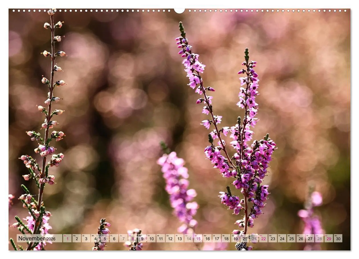 Bild: 9783457339732 | Lüneburger Südheide (hochwertiger Premium Wandkalender 2026 DIN A2...