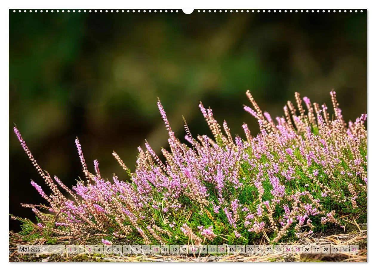 Bild: 9783457339732 | Lüneburger Südheide (hochwertiger Premium Wandkalender 2026 DIN A2...