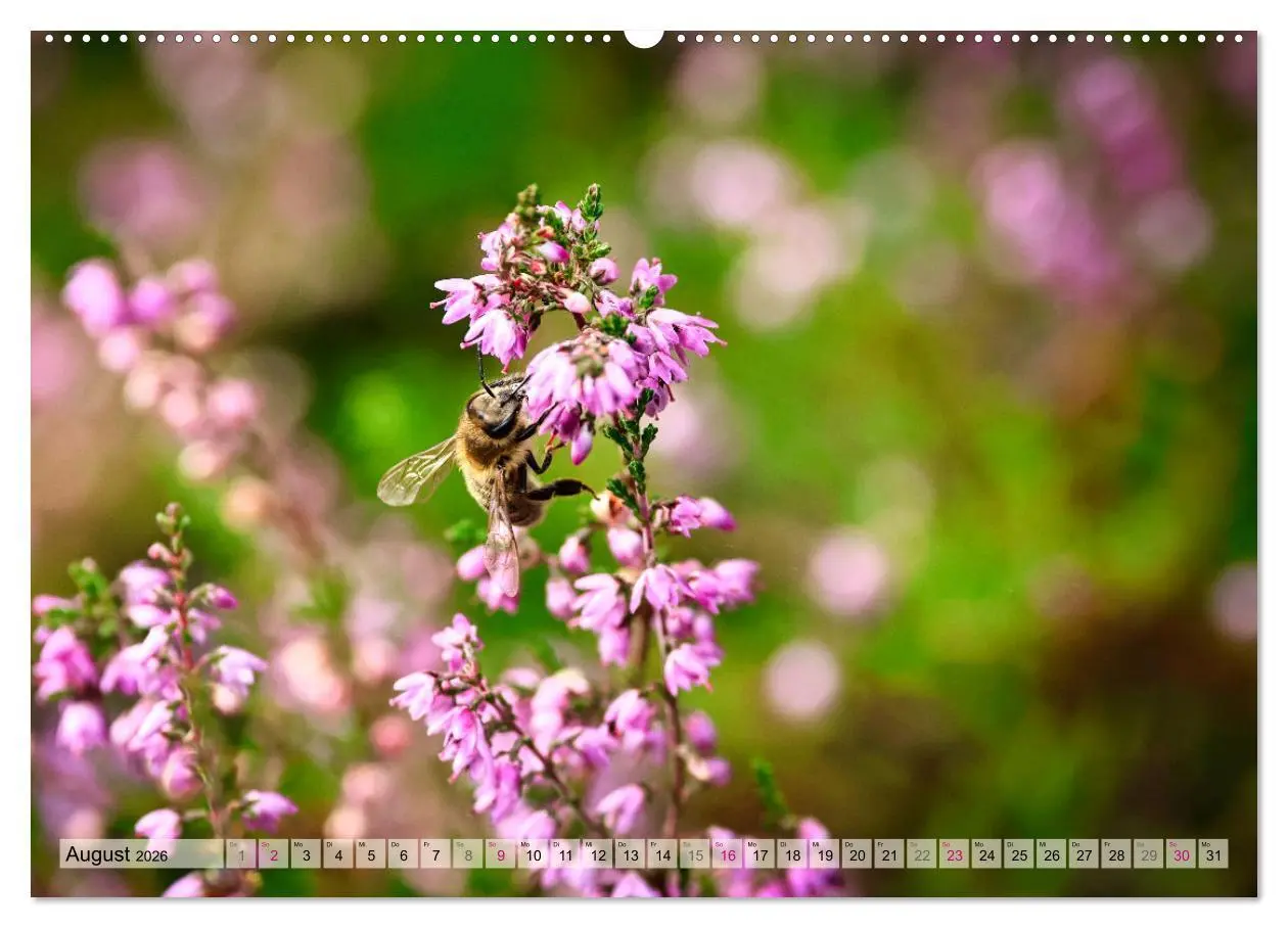 Bild: 9783457339732 | Lüneburger Südheide (hochwertiger Premium Wandkalender 2026 DIN A2...