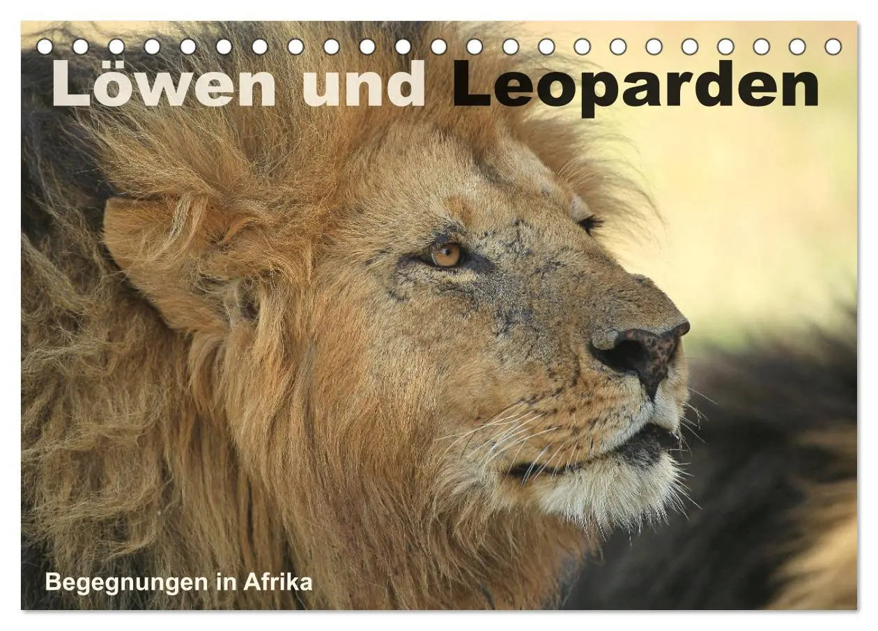 Cover: 9783516049732 | Löwen und Leoparden - Begegnungen in Afrika (Tischkalender 2026 DIN...