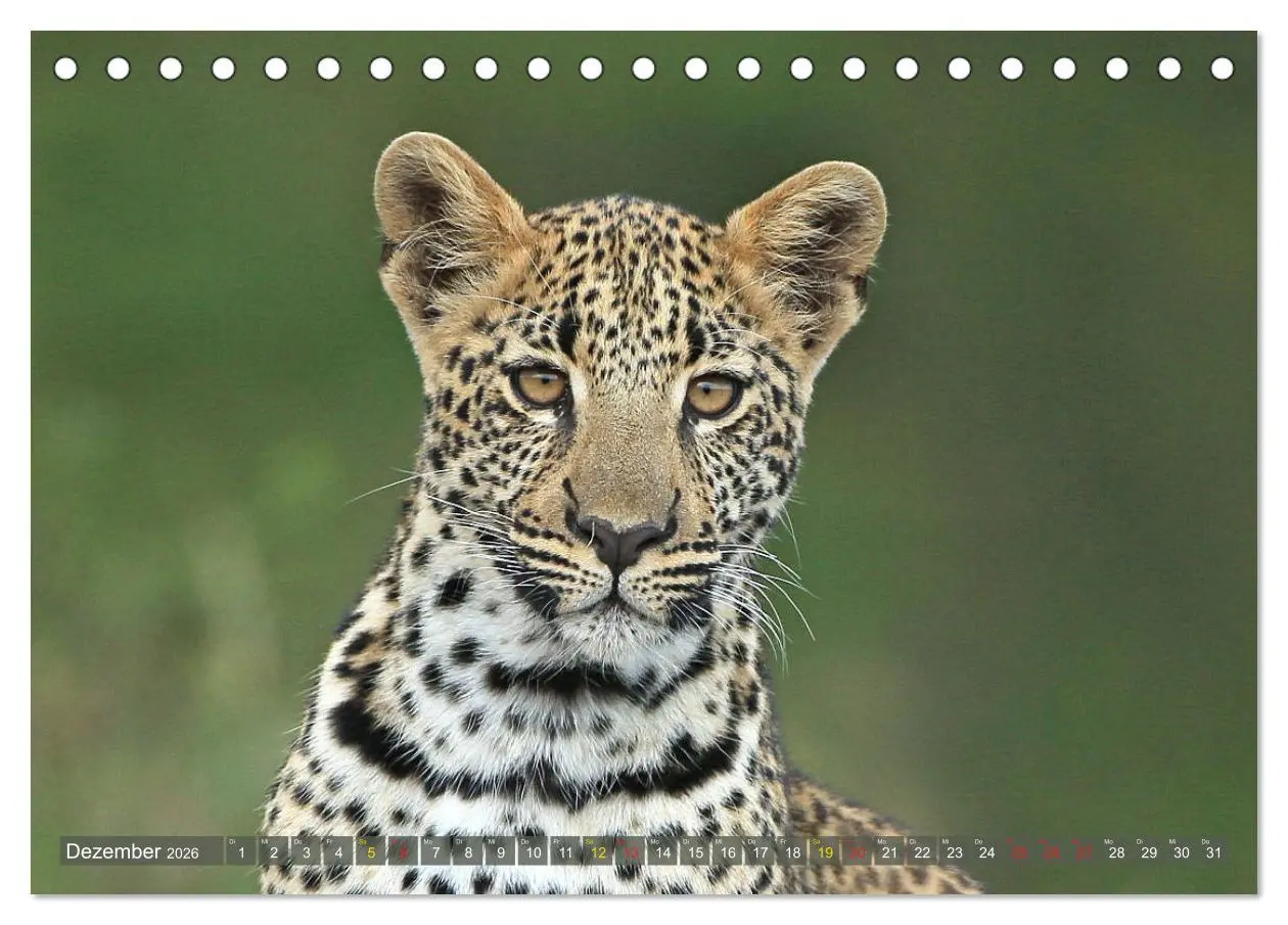 Bild: 9783516049732 | Löwen und Leoparden - Begegnungen in Afrika (Tischkalender 2026 DIN...