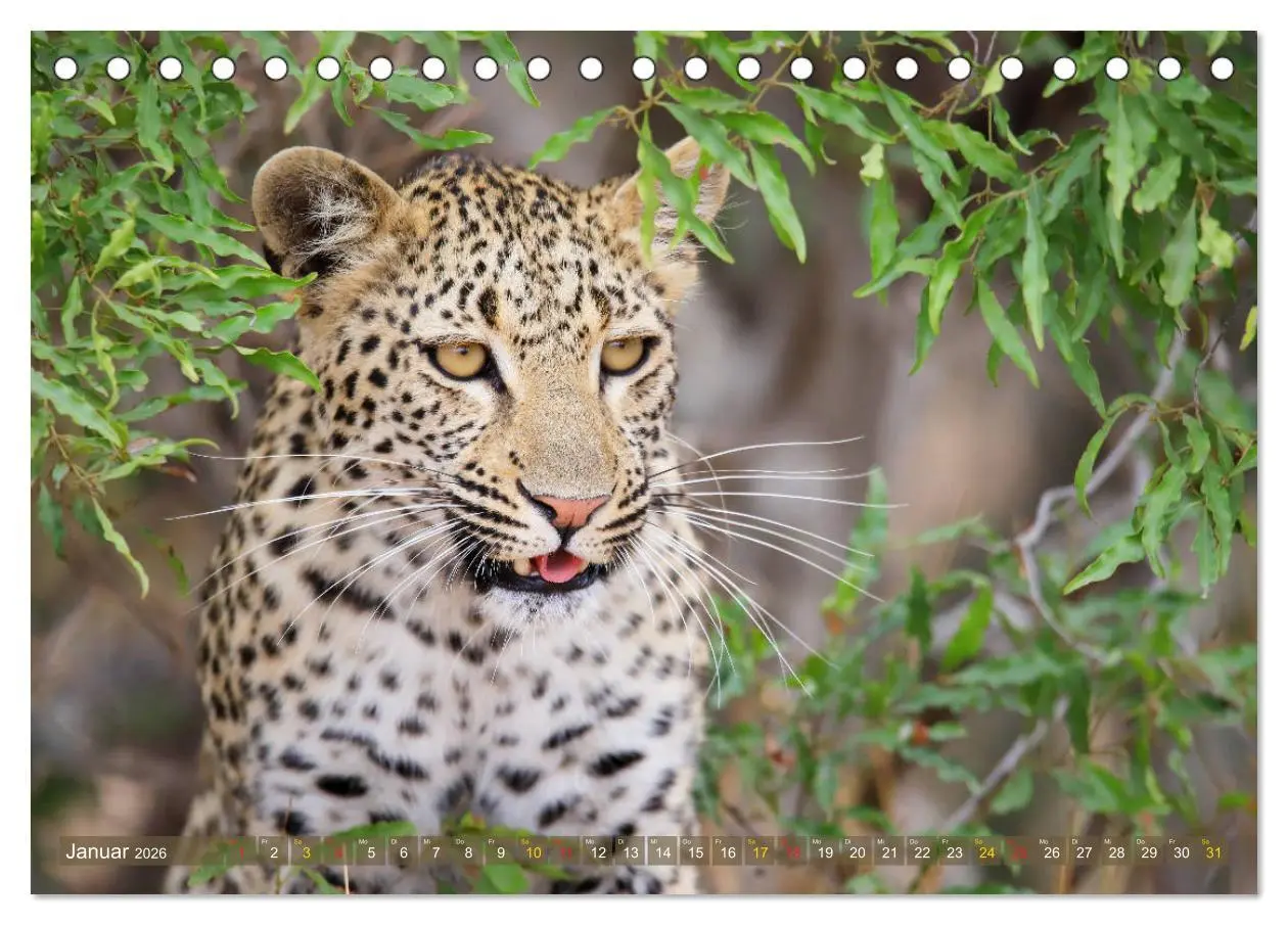 Bild: 9783516049732 | Löwen und Leoparden - Begegnungen in Afrika (Tischkalender 2026 DIN...