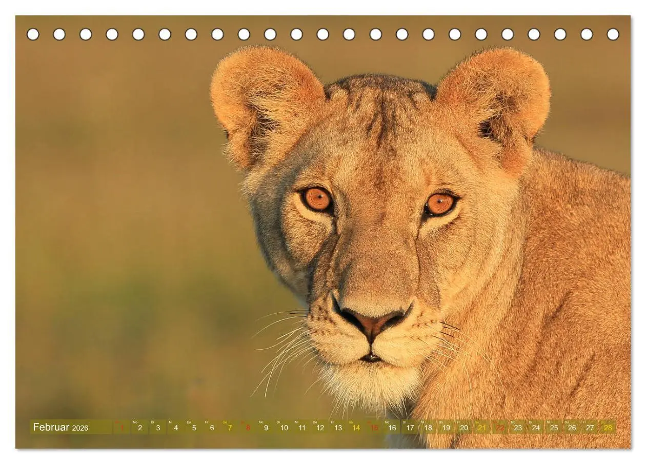Bild: 9783516049732 | Löwen und Leoparden - Begegnungen in Afrika (Tischkalender 2026 DIN...