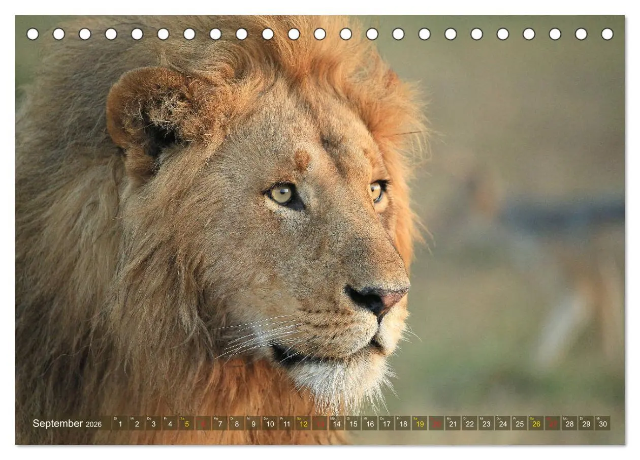 Bild: 9783516049732 | Löwen und Leoparden - Begegnungen in Afrika (Tischkalender 2026 DIN...
