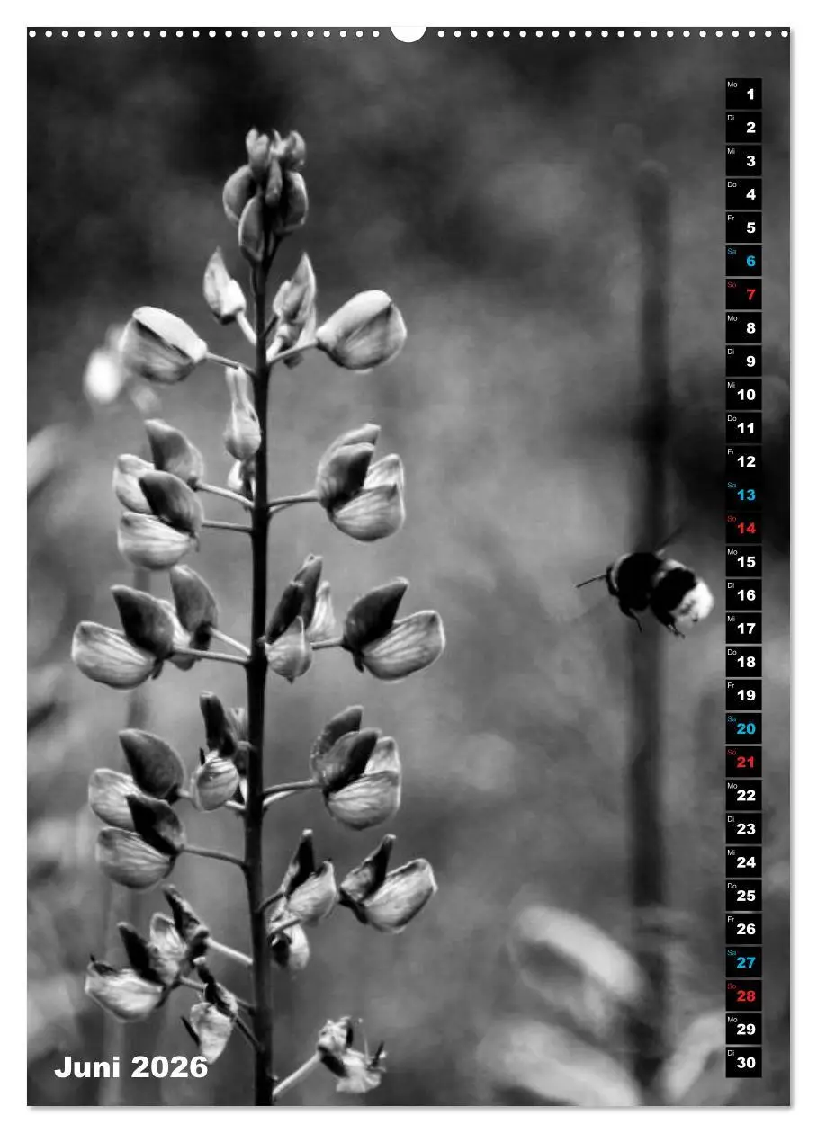 Bild: 9783516419832 | Blumige Graustufen - Schwarz und Weiß (Wandkalender 2026 DIN A2...
