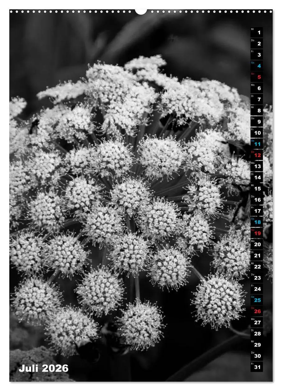Bild: 9783516419832 | Blumige Graustufen - Schwarz und Weiß (Wandkalender 2026 DIN A2...