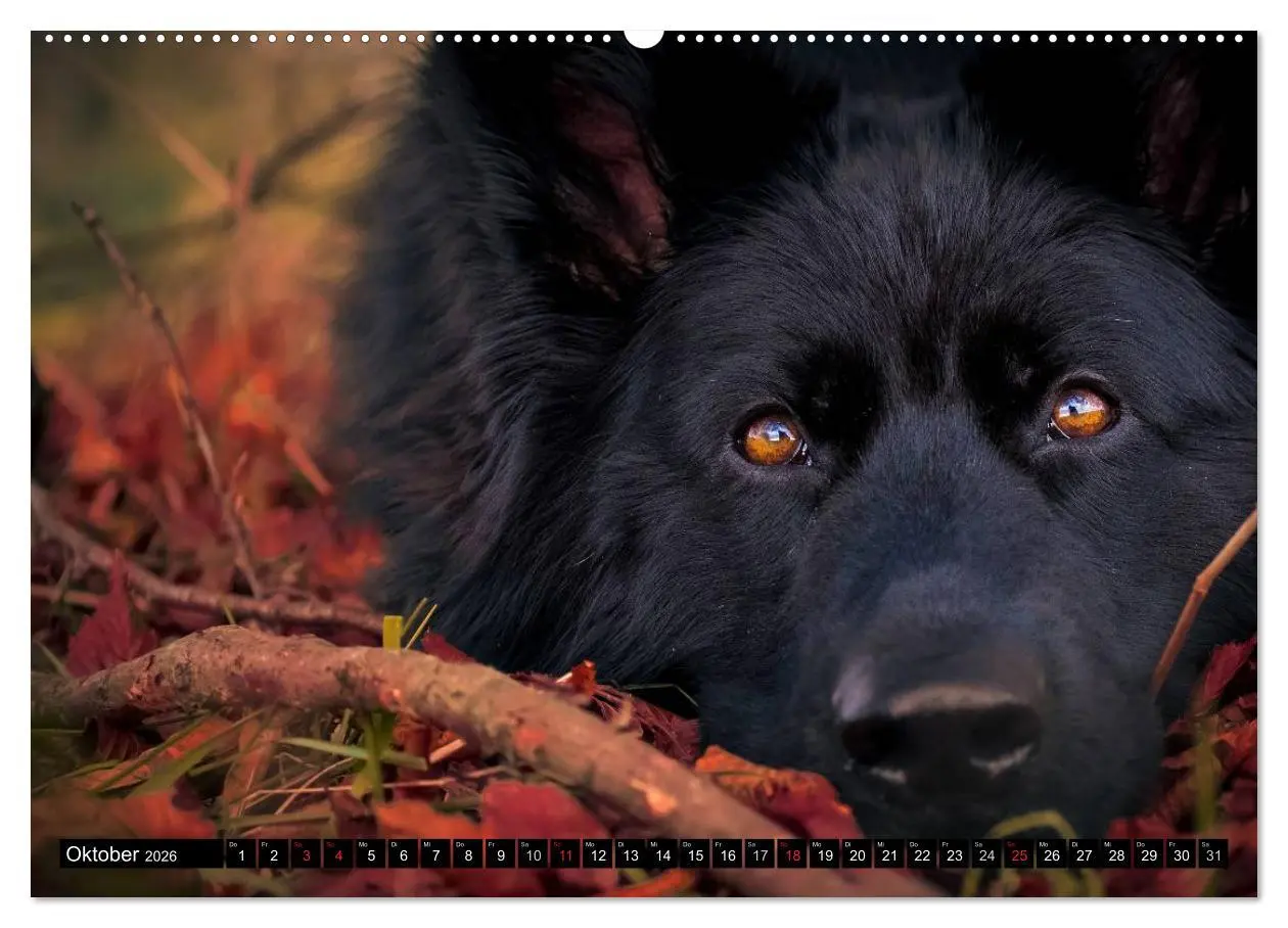 Bild: 9783516029932 | Schwarz ist schön! Der lackschwarze altdeutsche Schäferhund...