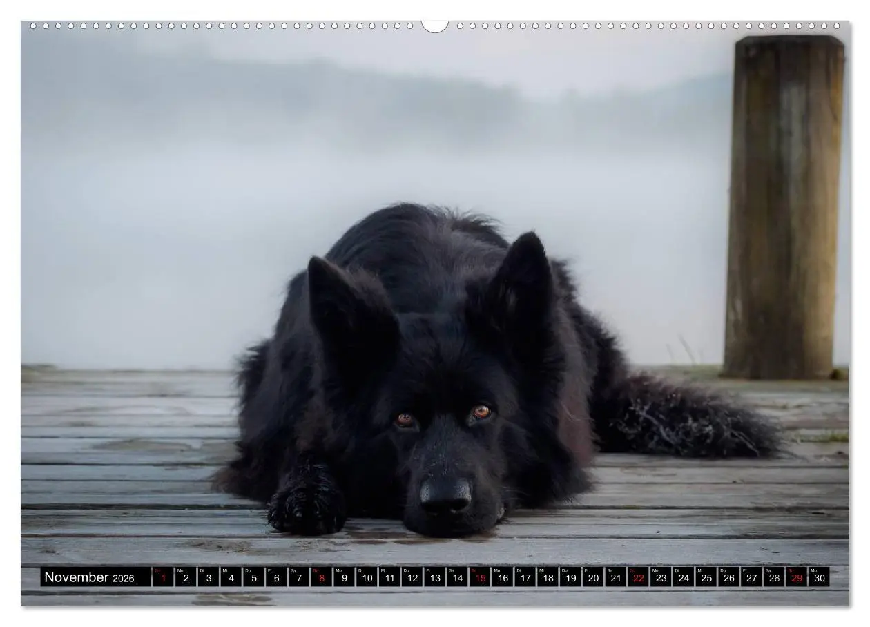 Bild: 9783516029932 | Schwarz ist schön! Der lackschwarze altdeutsche Schäferhund...