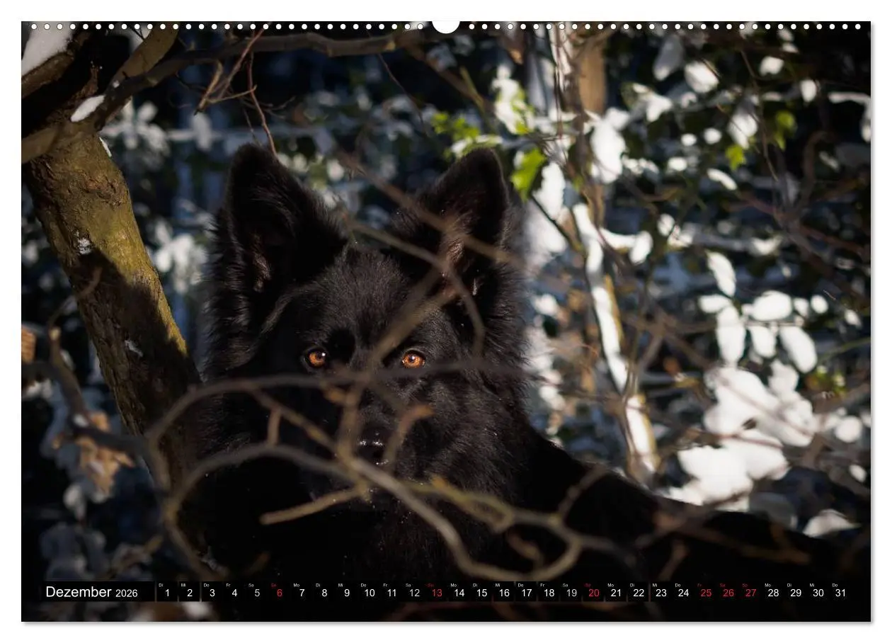Bild: 9783516029932 | Schwarz ist schön! Der lackschwarze altdeutsche Schäferhund...