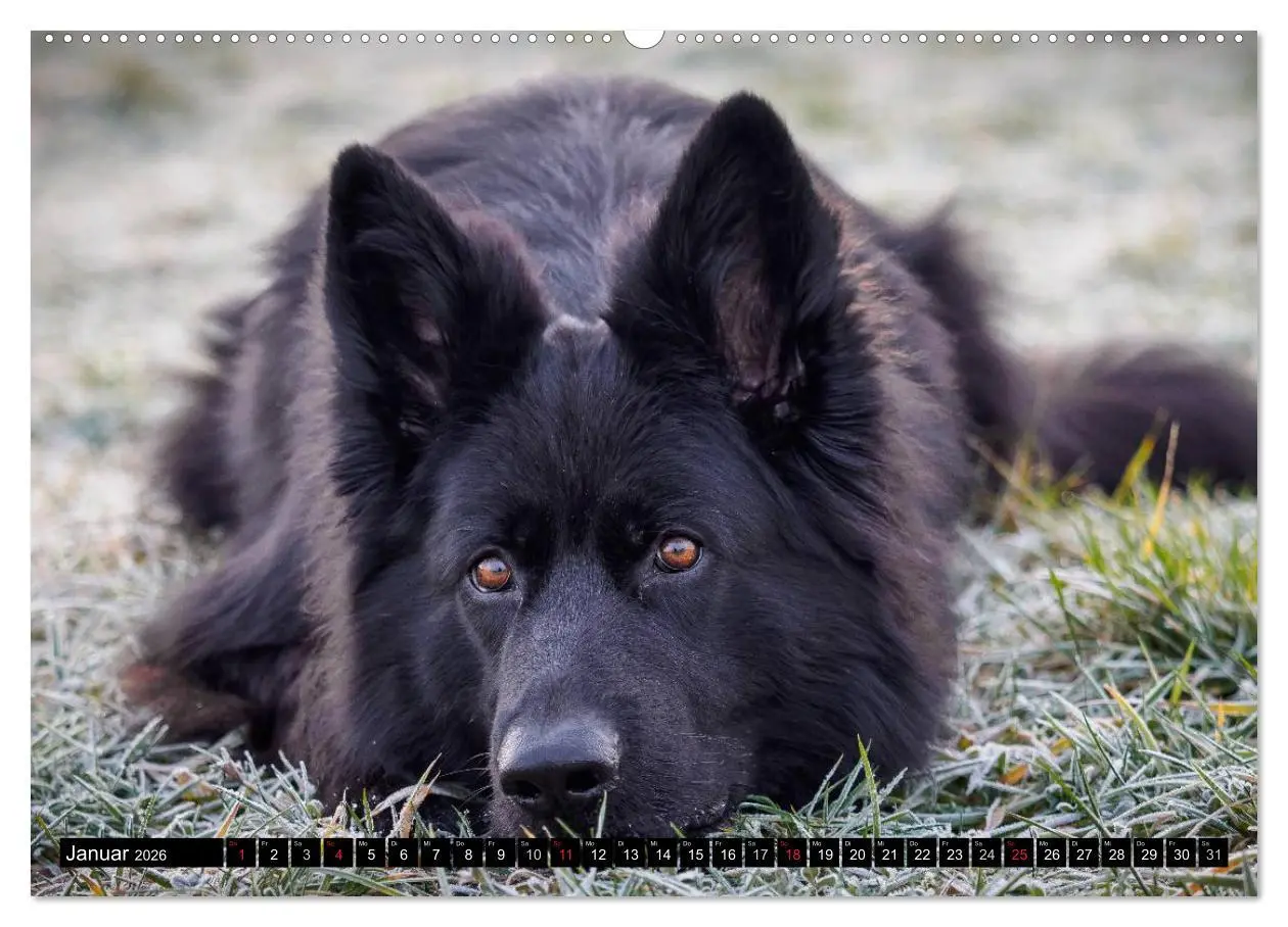 Bild: 9783516029932 | Schwarz ist schön! Der lackschwarze altdeutsche Schäferhund...